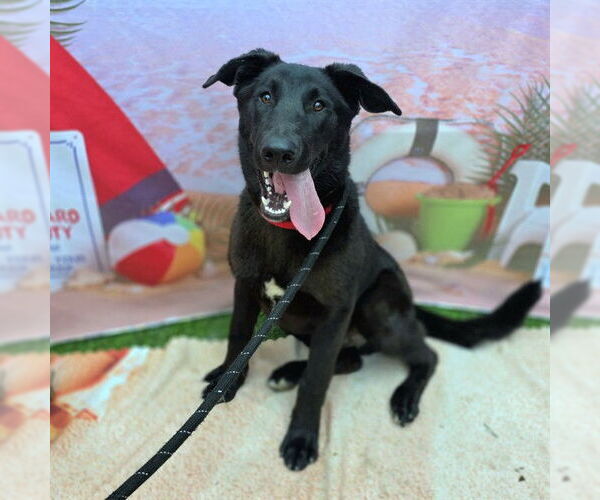 Medium Photo #2 Shepradors Puppy For Sale in Long Beach, CA, USA