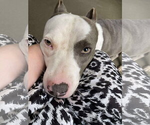 Mariposa - Female American Pit Bull Terrier-Unknown Mix Dog for Adoption - Photo #35