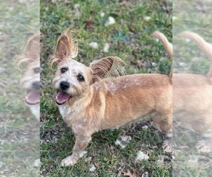 Mutt Dogs for adoption in Oak Bluffs, MA, USA