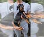 Puppy Brown collar Doberman Pinscher