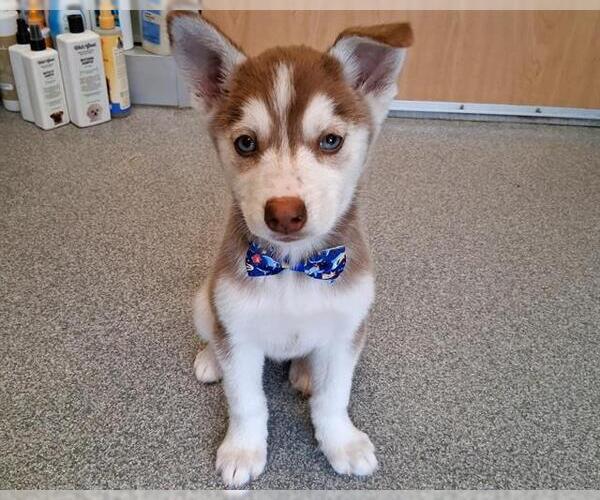 Medium Photo #1 Siberian Husky Puppy For Sale in Orange, CA, USA