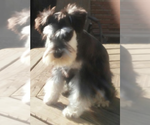 Small Photo #9 Schnauzer (Miniature) Puppy For Sale in TOLEDO, OH, USA