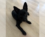 Small Photo #8 Chorkie Puppy For Sale in BRICK, NJ, USA