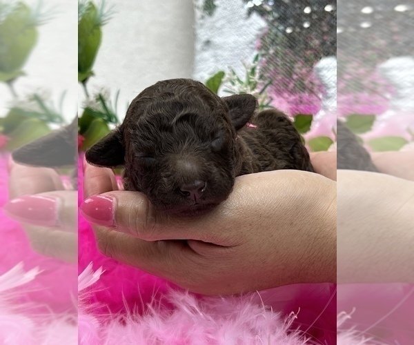 Medium Photo #2 Aussie-Poo-Aussiedoodle Miniature  Mix Puppy For Sale in BULLARD, TX, USA