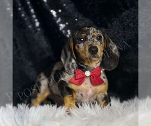 Dachshund Puppy for sale in WARSAW, IN, USA