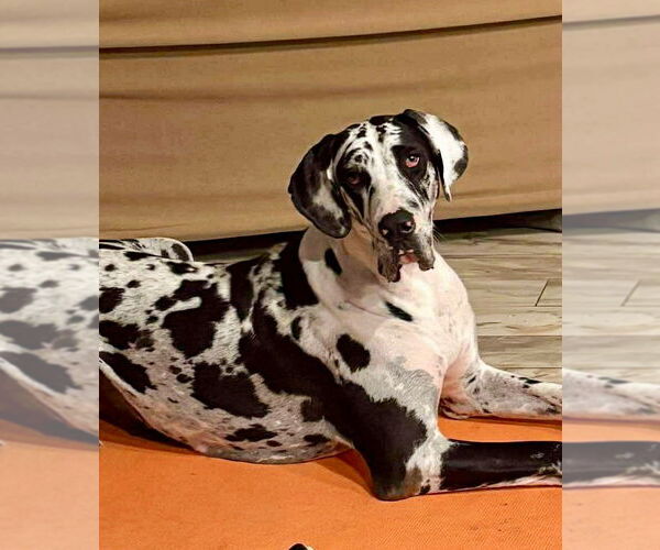 Medium Photo #12 Great Dane Puppy For Sale in Bullard, TX, USA