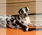 Small #11 Great Dane