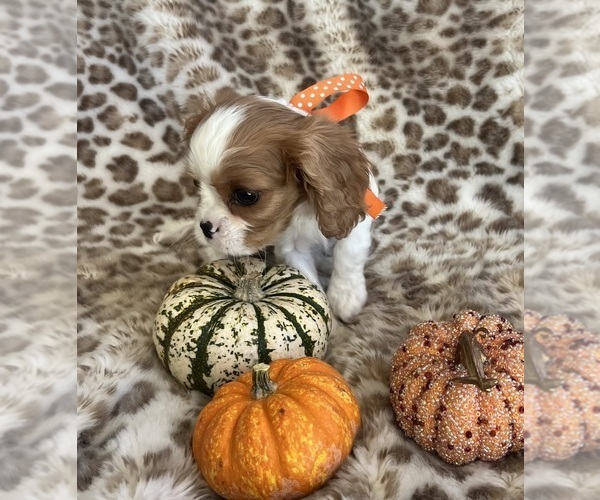 Medium Photo #5 Cavalier King Charles Spaniel Puppy For Sale in ABILENE, TX, USA