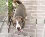 Small #2 Siberian Husky Mix