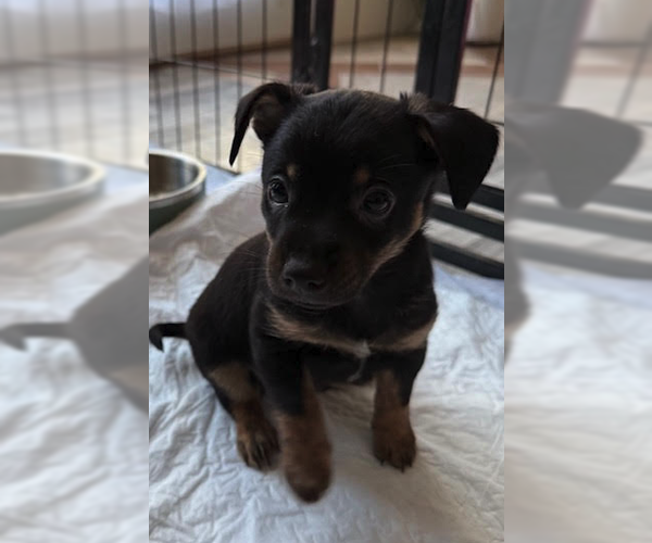 Medium Photo #2 Mutt Puppy For Sale in Plainfield, IL, USA