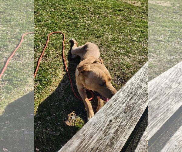 Medium Photo #2 Labrador Retriever-Unknown Mix Puppy For Sale in SHERBURNE, NY, USA