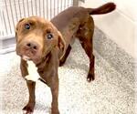 Small #1 American Pit Bull Terrier Mix