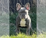 Small Photo #9 French Bulldog Puppy For Sale in TACOMA, WA, USA
