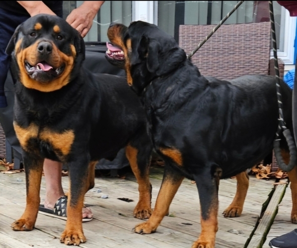 Medium Photo #1 Rottweiler Puppy For Sale in FAIRFIELD TWP, NJ, USA
