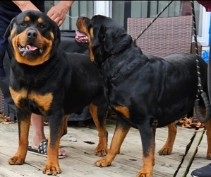 Mother of the Rottweiler puppies born on 04/22/2026