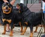 Small Photo #1 Rottweiler Puppy For Sale in FAIRFIELD TWP, NJ, USA