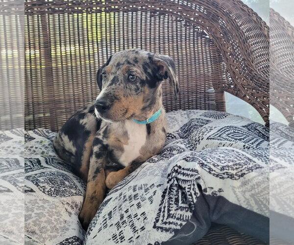 Medium Photo #1 Catahoula Leopard Dog-Unknown Mix Puppy For Sale in New London, WI, USA