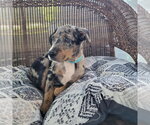 Small Catahoula Leopard Dog Mix