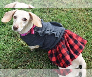 Luna in KY - Female Dachshund Dog for Adoption - Photo #2
