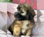 Small #2 Dachshund Mix