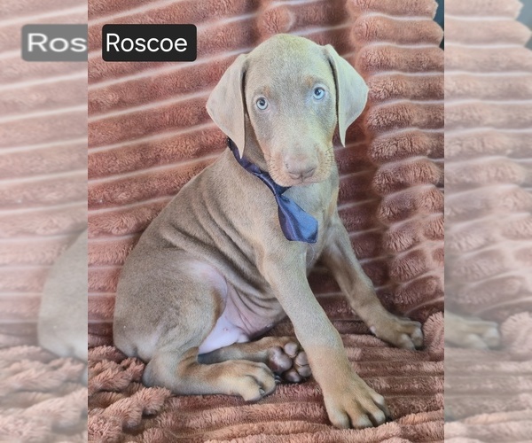 Medium Photo #1 Doberman Pinscher Puppy For Sale in ALBANY, OH, USA