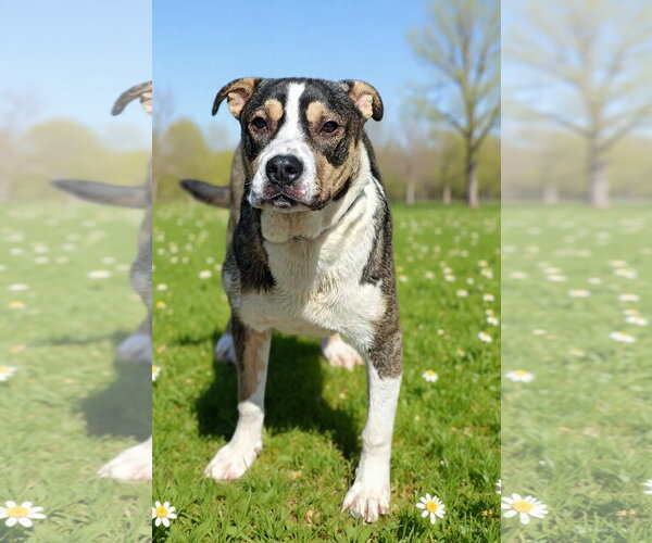 Medium Photo #8 American Bulldog-Unknown Mix Puppy For Sale in Talladega, AL, USA