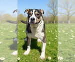 Small #7 American Bulldog Mix