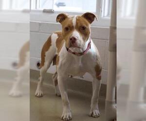 American Pit Bull Terrier Dogs for adoption in Easton, MD, USA