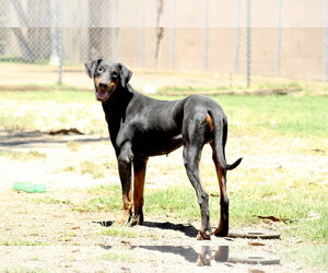 Doberman Pinscher Dogs for adoption in El Centro, CA, USA