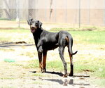 Small Doberman Pinscher