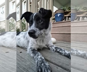 Blue Lacy-pomeranian spitz Mix Dogs for adoption in Lewistown, PA, USA