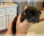 Small Photo #1 Cane Corso-Labrador Retriever Mix Puppy For Sale in ROSEVILLE, CA, USA