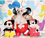 Small #7 Chihuahua