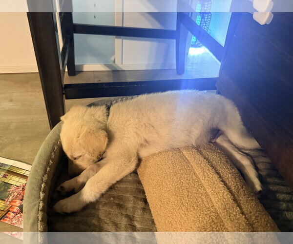 Medium Photo #2 Labrador Retriever-Unknown Mix Puppy For Sale in The Woodlands, TX, USA