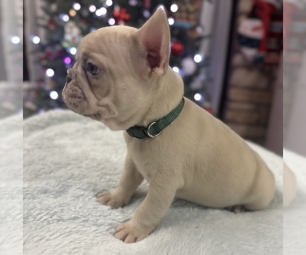 Medium Photo #5 French Bulldog Puppy For Sale in WEATHERFORD, TX, USA