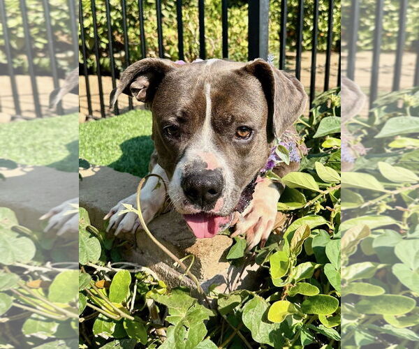 Medium Photo #8 Bullboxer Pit Puppy For Sale in Redlands, CA, USA