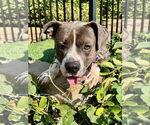 Small #7 Bullboxer Pit
