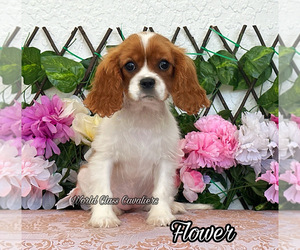 Cavalier King Charles Spaniel Puppy for sale in MIAMI, FL, USA