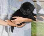 Small #6 Newfoundland