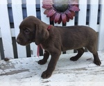 Small Photo #2 Labrador Retriever Puppy For Sale in SHILOH, OH, USA
