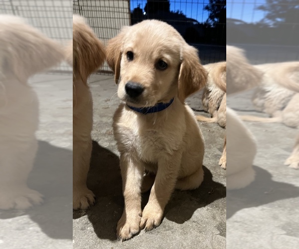 Medium Photo #1 Golden Retriever Puppy For Sale in LANCASTER, CA, USA