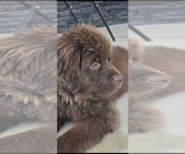 Medium Photo #1 Newfoundland Puppy For Sale in TILTON, IL, USA