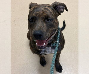 Boxer-Mastiff Mix Dogs for adoption in Placerville, CA, USA