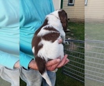 Small Photo #2 English Springer Spaniel Puppy For Sale in TENINO, WA, USA
