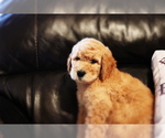 Small Photo #2 Goldendoodle Puppy For Sale in BRIGHTON, MO, USA