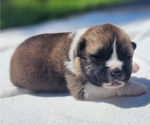 Small #7 Akita