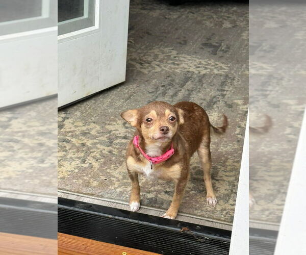 Medium Photo #1 Chihuahua Puppy For Sale in Aurora, IN, USA