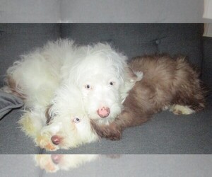 Aussie-Poo-Aussiedoodle Mix Puppy for sale in ANNISTON, AL, USA