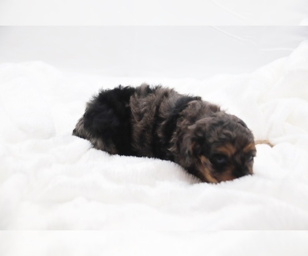 Medium Photo #52 Cockapoo Puppy For Sale in RIPLEY, TN, USA