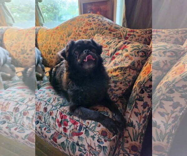 Medium Photo #4 Pug Puppy For Sale in Indianapolis, IN, USA